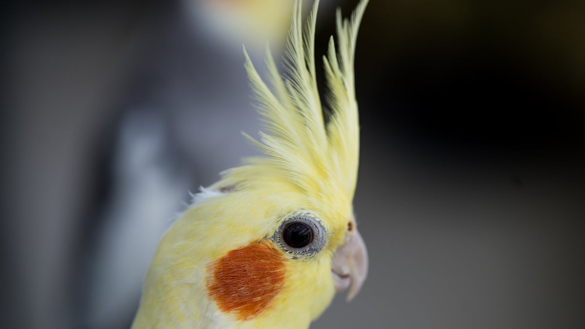 The cockatiel